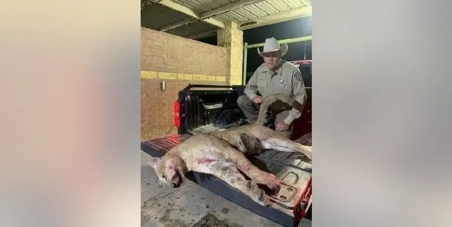 Frisco Mountain Lion Alert: Big Cat Spotted Near Lake Lewisville Sparks Caution Among Residents